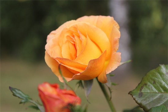 经典搞笑励志语录84句