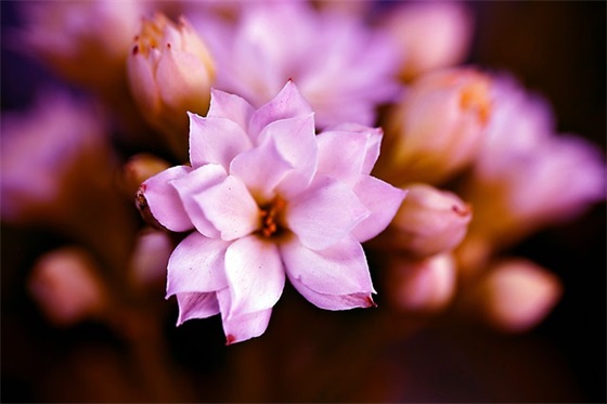 阿狸经典的情感语录85句