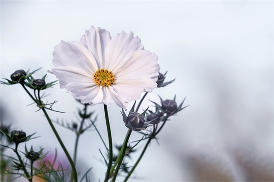 市场销售的励志鸡汤经典语句(销售心灵鸡汤经典语录短句)