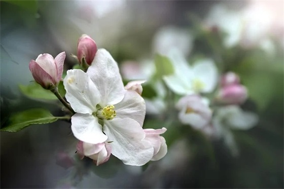 动漫语录伤感萤火之森71句