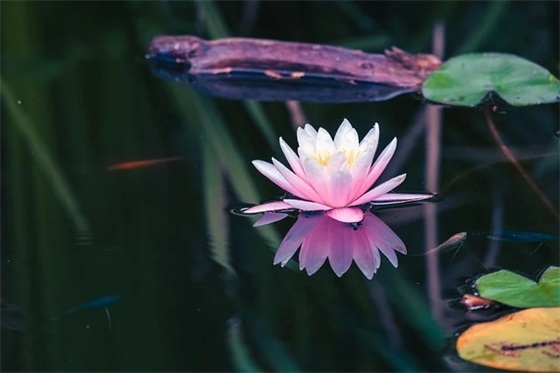 搞笑网络流行语录87句