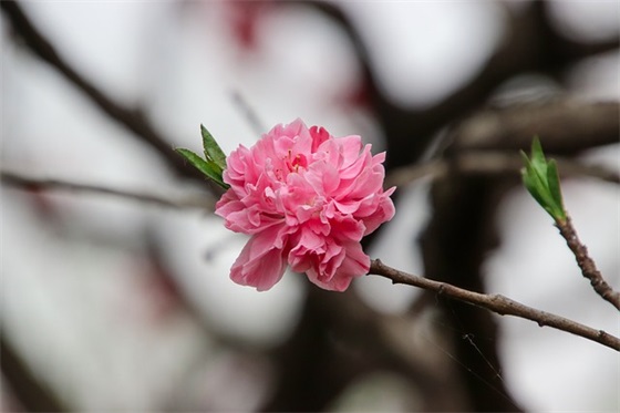 情人早晨祝福语63句