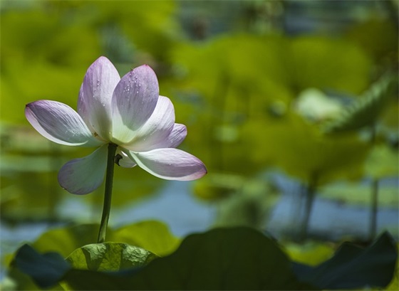 关于2025年新春的祝福语55句