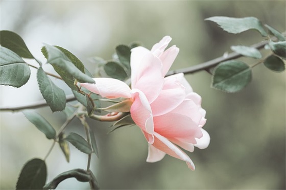 生日快乐美丽祝福语57句