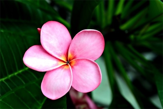 2025国庆节祝福语祖国简短最新文案大全