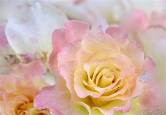 关于家庭和谐的祝福语 家庭祝福语