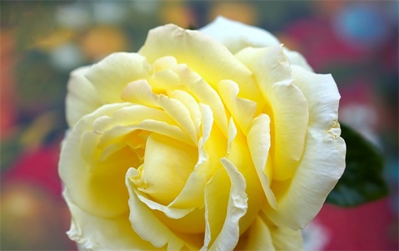 领导高升祝福语大全64句