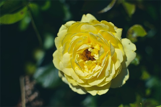 妇女节祝福语简短优美2025常用精选