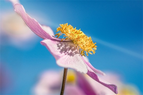 送给姐姐的短祝福语92句