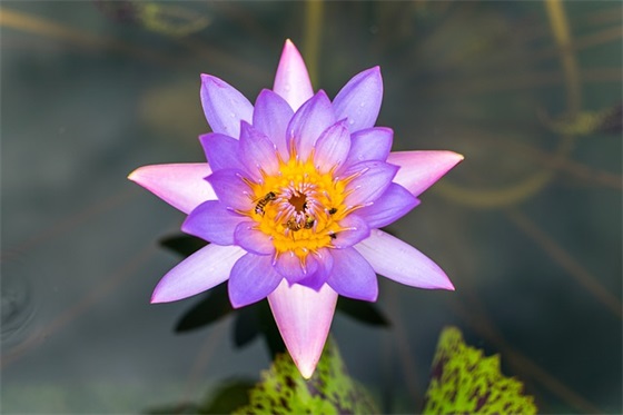 祝亲人长辈生日快乐祝福语