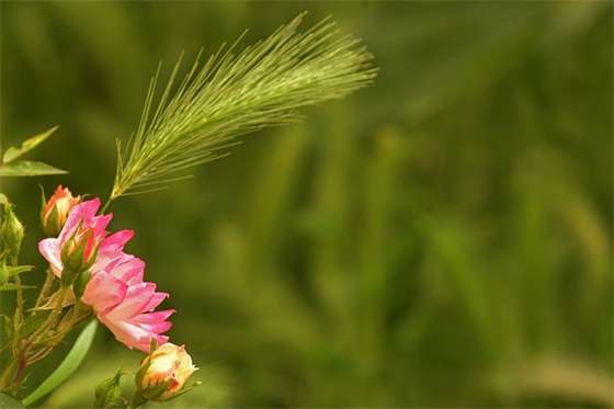 2025年高考加油祝福语51句