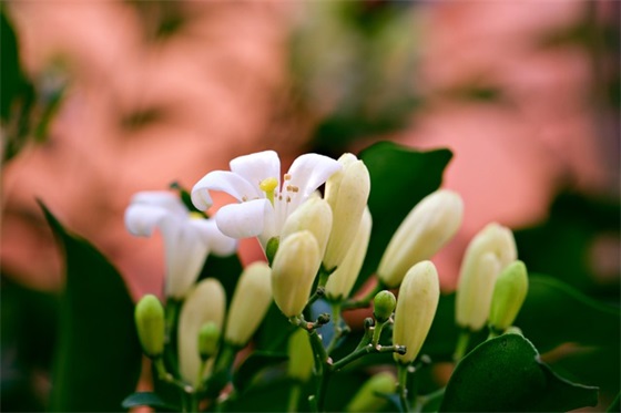 2025年结婚纪念日祝福语58句