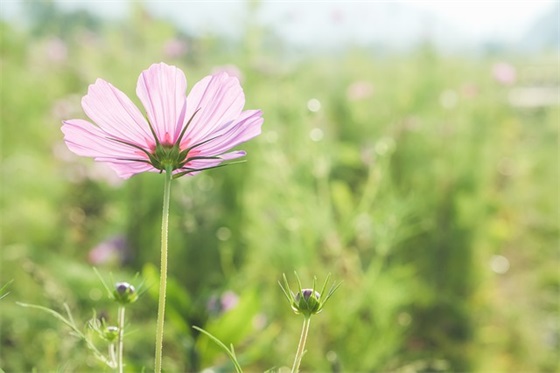 最新中秋节经典祝福语
