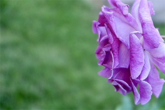 给公司祝福语大全46句