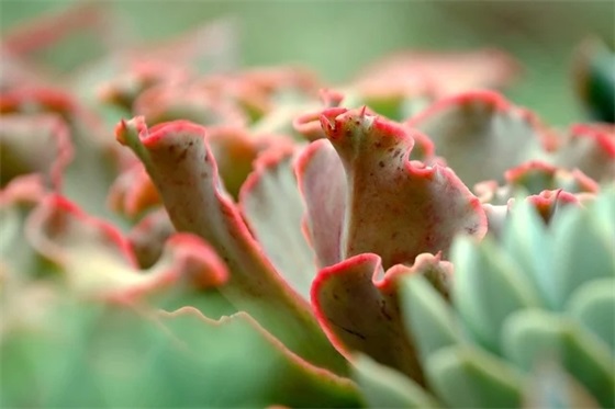 祝七夕快乐的祝福语