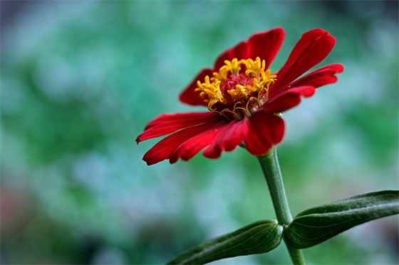 端午近期最新版祝福语2025年55句