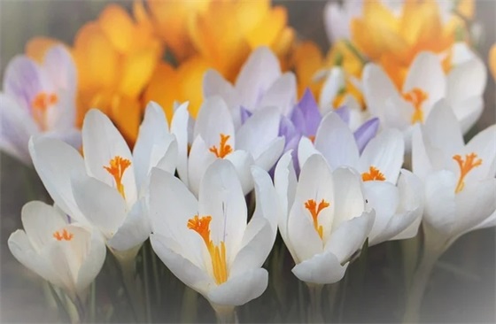 2025年医院新年祝福语53句