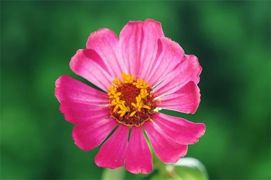 新年简短真诚祝福语89句