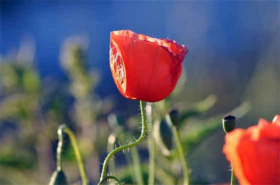 英语元旦祝福语110句