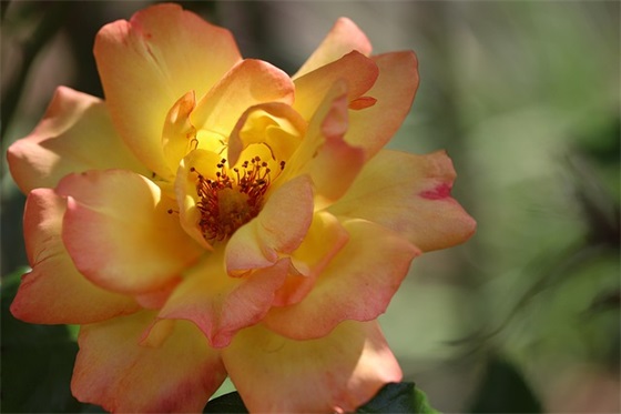 老师六一祝福语大全 老师六一祝福语给孩子