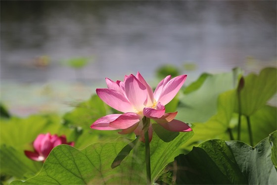 生日祝福语大全恋人54句