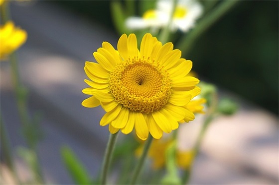 2025结婚祝福语句子