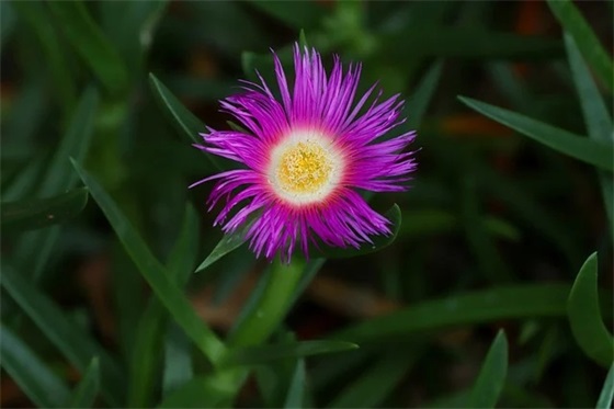 大年初五接财神的祝福语