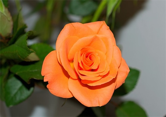 欢度母亲节经典祝福语说说