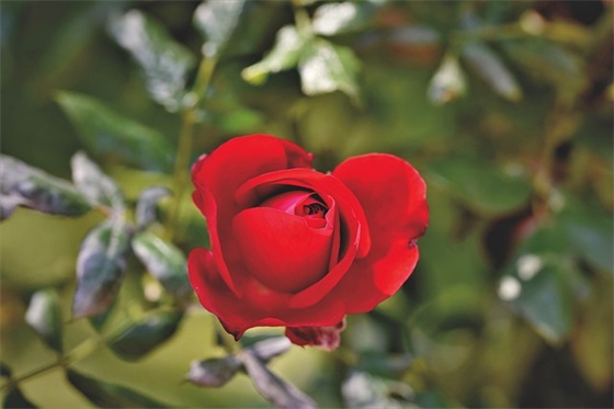 升学宴的经典祝福语