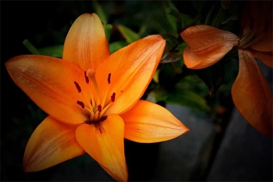 给老师的简单祝福语54句