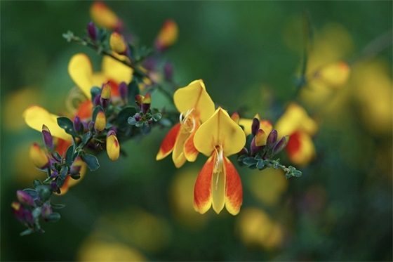 2025虎年春节祝福语最新 虎年祝福语大全
