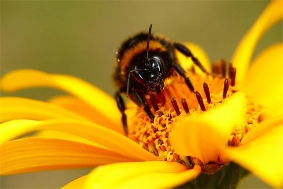 关于春分节气的简短祝福 春分节气祝福语朋友圈
