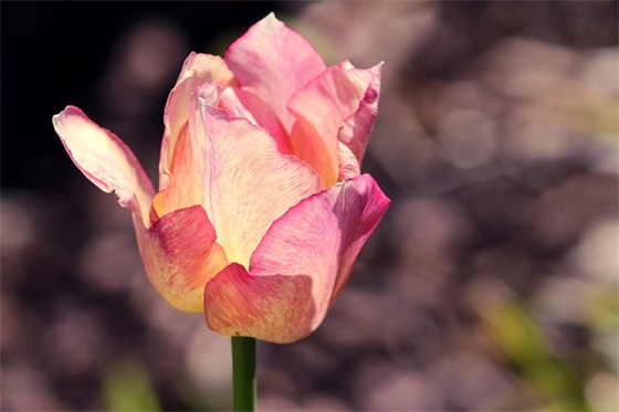 2025年端午节的祝福语52句