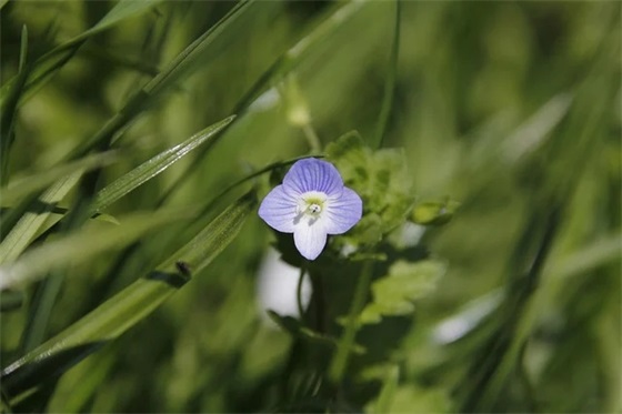 给教师的新年祝福语55句