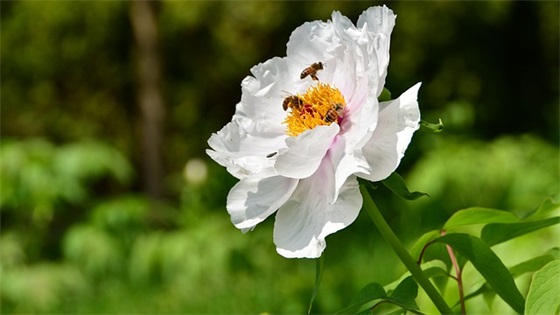 祝母亲80大寿祝福语55句