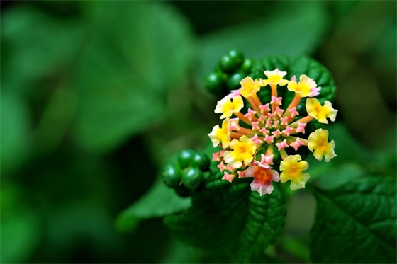 对姐姐新年的祝福语54句