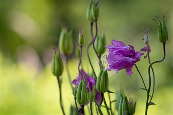 鸡年祝福语简短83句