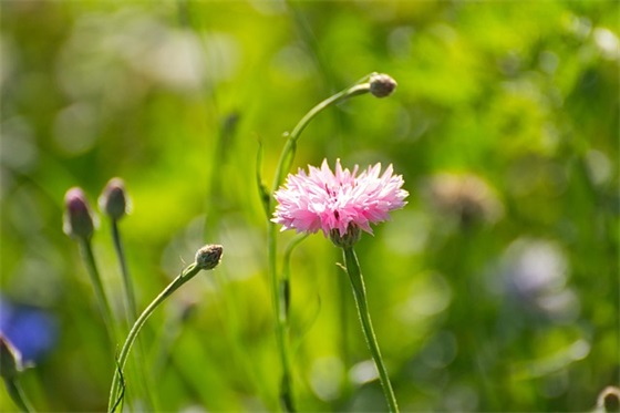 同事新年会餐祝福语53句