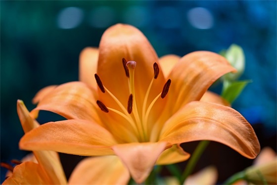 母亲节送花祝福语58句