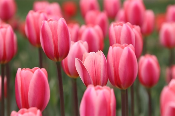 新年祝福语2025年同学群54句