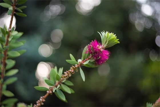 2025新年春节祝福语说说 2025年春节祝福语