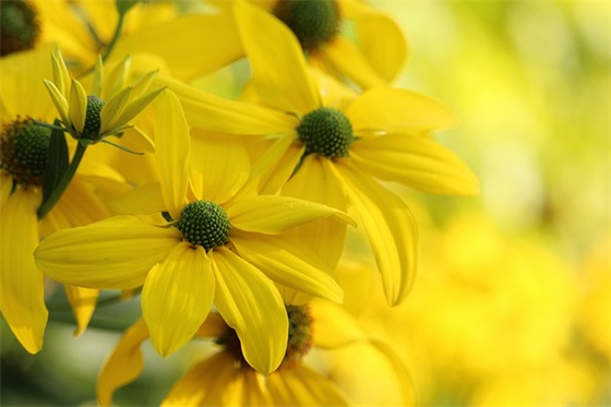 给闺蜜的新年祝福语54句