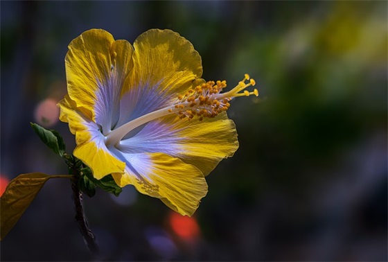 给情人过年祝福语2025年52句