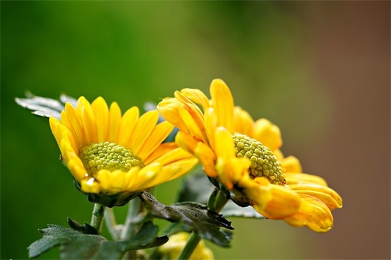 精选的七夕节的祝福语大全 祝七夕节的祝福语