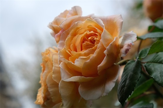 给高三学生祝福的话语