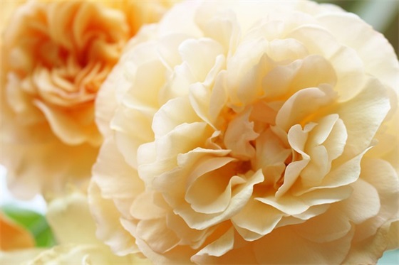 兔年春节吉祥语句子文案 兔年吉祥句子