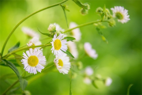 心情愉悦的句子81句