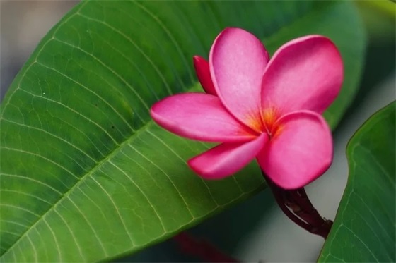 悼念长辈去世的句子 悼念长辈去世的带字