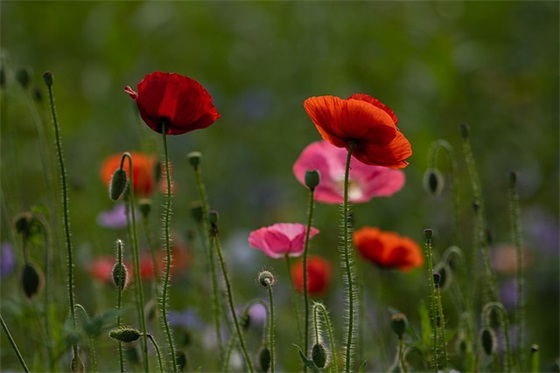 关于梦想励志的句子78句