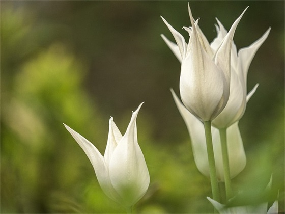 2025七夕节表白文案句子大全 2025年跨年表白文案